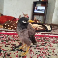 مینا|پرنده|کرمان, |دیوار