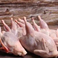 فروش بلدرچین زنده گرم تازه لیکک