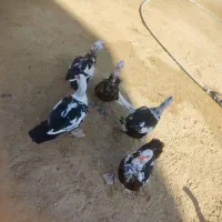 اردک اسرائیلی نر|حیوانات مزرعه|چابهار, |دیوار