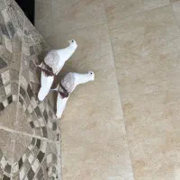دوکت|پرنده|خرمآباد, |دیوار