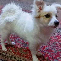 تربیت شده  آرام  سایلنت
