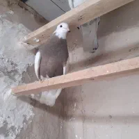 کبوتر|پرنده|تهران, شهر زیبا|دیوار