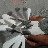 کبوتر پر نقره ماده