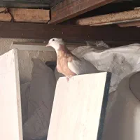 فروش تعدادی طوقی و یک عدد هفت رنگ