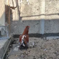 خروس|حیوانات مزرعه|حبیب آباد, |دیوار