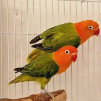 لاوبرد قناری برزیلی قفس ملنگو طوطی|پرنده|مشهد, فاطمیه|دیوار