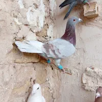 دوتا کفتر  اوقون آلمانی جوان ابلق دم هفترنگ