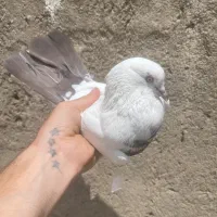 کبوتر سینه دم قهوه ای