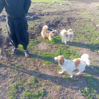 چهارتا سگ پاکوتا میزان