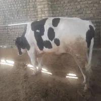 گوساله نر کشتاری