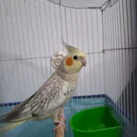 عروس هلندی نر