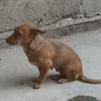 واگذاری سگ پاکوتاه