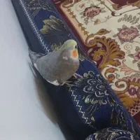 پرنده|پرنده|چمران, |دیوار