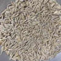 جو محلی مناسب برای کشت