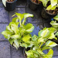 گل آپارتمانی در 8 مدل پتوس تمامی نژاد درشت|گل و گیاه طبیعی|تبریز, |دیوار