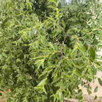 مراقبت و نگهداری از باغ و باغچه و ویلا
