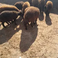 بره نر و بره ماده قزل افشار
