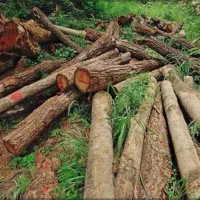 خرید چوب وقطع بیشه