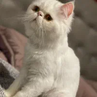 گربه پرشین ۱ ساله|گربه|یزد, |دیوار