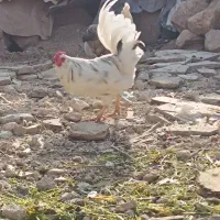 گلین خروس|حیوانات مزرعه|چرداول, |دیوار