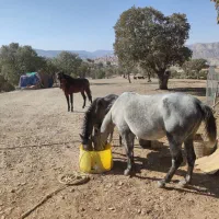 مادیان و کره مادیان ۶ماهه