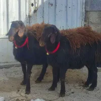 قوچ قره قزل مو سیم