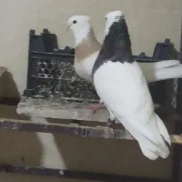 کبوترطوقی|پرنده|هرسین, |دیوار