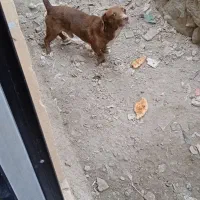 سگ پاکوتاه نر