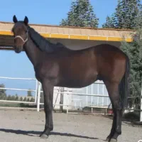 اسب نریان کرد