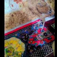 لاری|حیوانات مزرعه|زاهدان, |دیوار