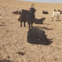 نربز شاخ بسته
