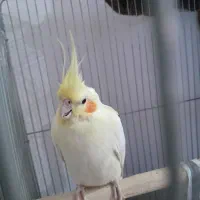 عروس هلندی گمشده