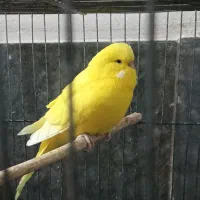 مرغ عشق هلندی|پرنده|قرچک, شهرک گلها|دیوار