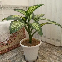 گل دیفن