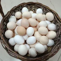 فروش تخم مرغ محلی|خوردنی و آشامیدنی|کاشان, راوند|دیوار