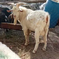 نر بز|حیوانات مزرعه|جوین, |دیوار