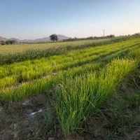 ۲کیلو نشا  پیاز زرد فروشی|گل و گیاه طبیعی|عنبرآباد, |دیوار