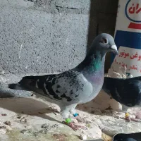 ماده|پرنده|مراغه, |دیوار