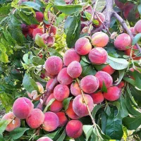 نهالستان مهندس قاسمی تولید کننده انواع نهال|خدمات باغبانی و درختکاری|آران و بیدگل, |دیوار