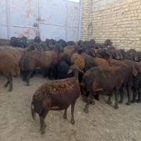 گاو میش قزل افشار|حیوانات مزرعه|سجاس رود, |دیوار
