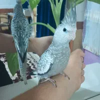 عروس هلندی ملاثانی