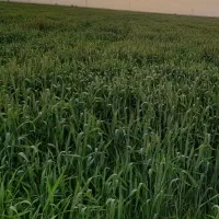 اجاره زمین کشاورزی|اجارهٔ دفتر صنعتی، کشاورزی، تجاری|اهواز, اهواز|دیوار