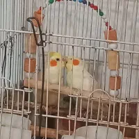 عروس هلندی مولد|پرنده|چهارباغ, |دیوار