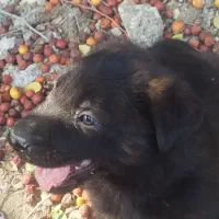 توله سگ داچ شپرد اصیل