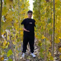 فروش نهال ترکیه به قیمت عمده