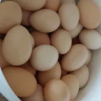 تخم مرغ محلی و آبلیمو ،رب آلوچه، ابغوره،همه طبیعی