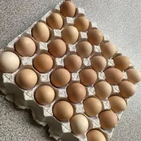 تخم مرغ محلی|خوردنی و آشامیدنی|رشت, باهنر|دیوار