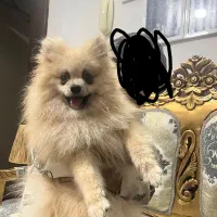 سگ پامر