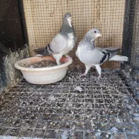 بدرنگ سبز نر و ماده همه چی تموم و دمبی قهوه ای نر