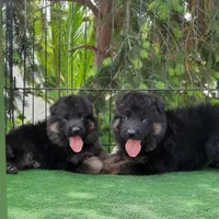 توله ژرمن شولاین نرو ماده|سگ|ساری, |دیوار